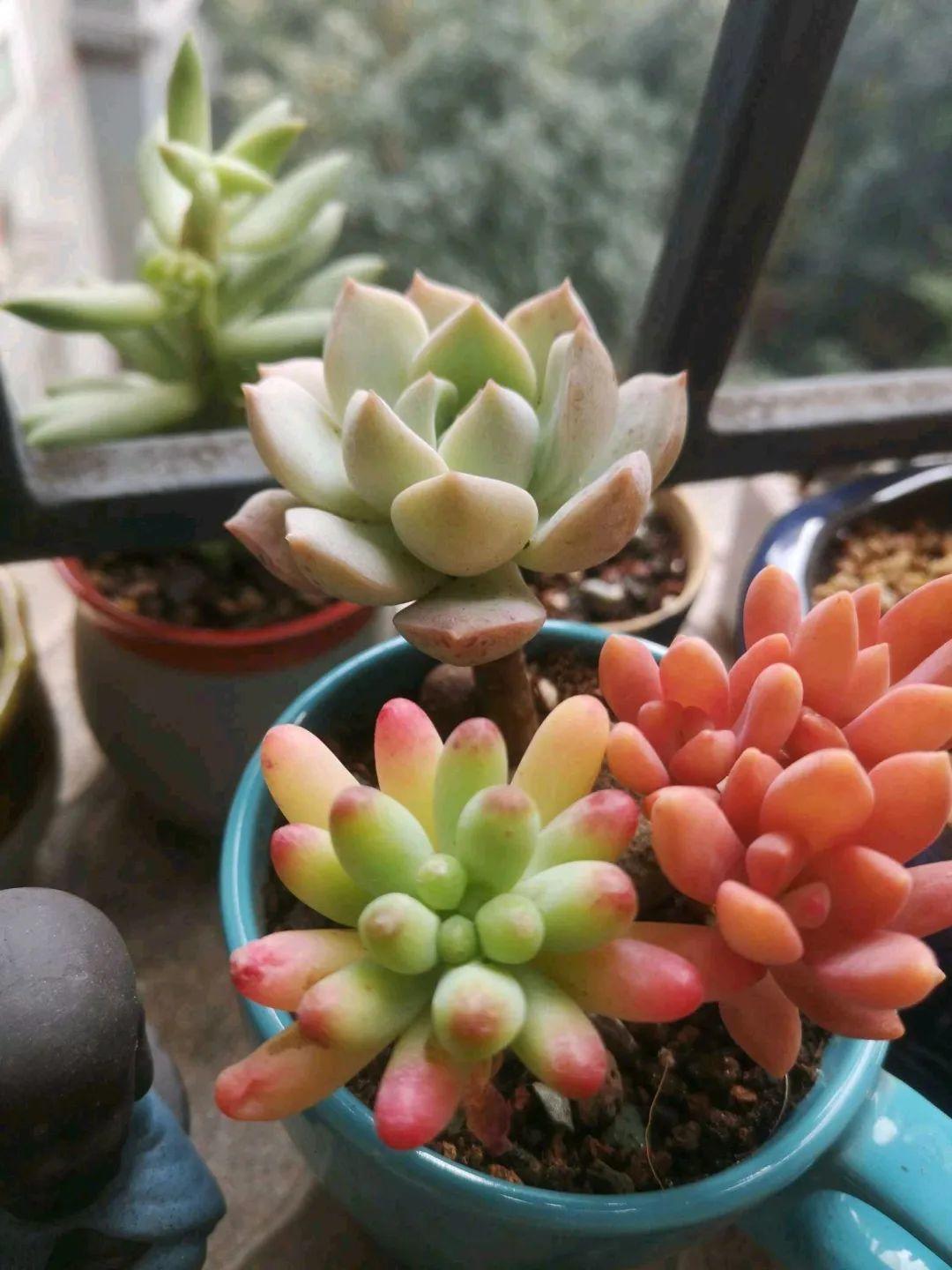 爷爷的破茶壶，全被我拿来养花，省下大笔花盆钱！