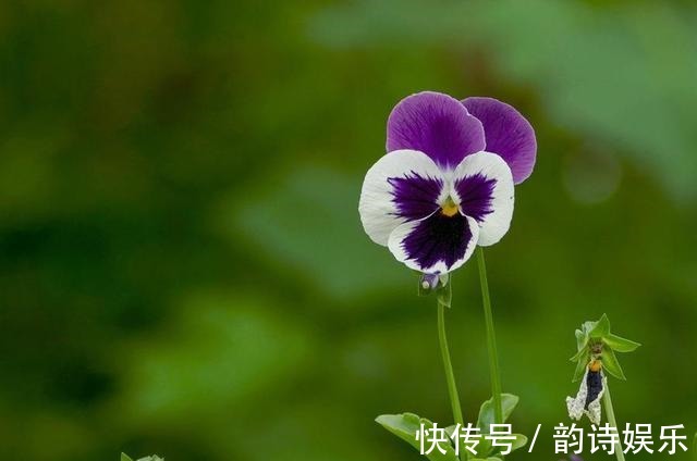 这种花有三片花瓣,身份高贵是国花,颜值高都搬回家里养