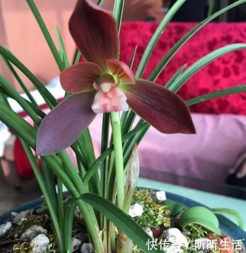 花色|传统名花：红河红，花香浓郁、花色繁杂，值得偏爱，你喜欢吗？