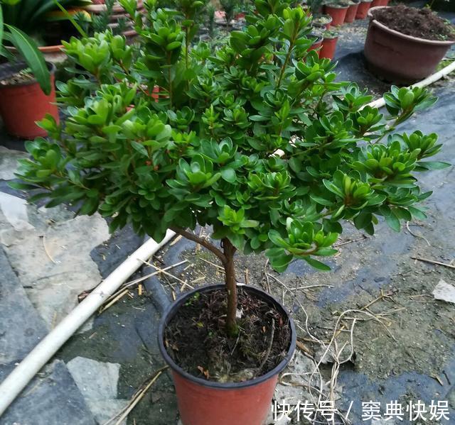 室外养杜鹃花，注意5个“细节”，枝繁叶茂，开花满枝，长成老桩