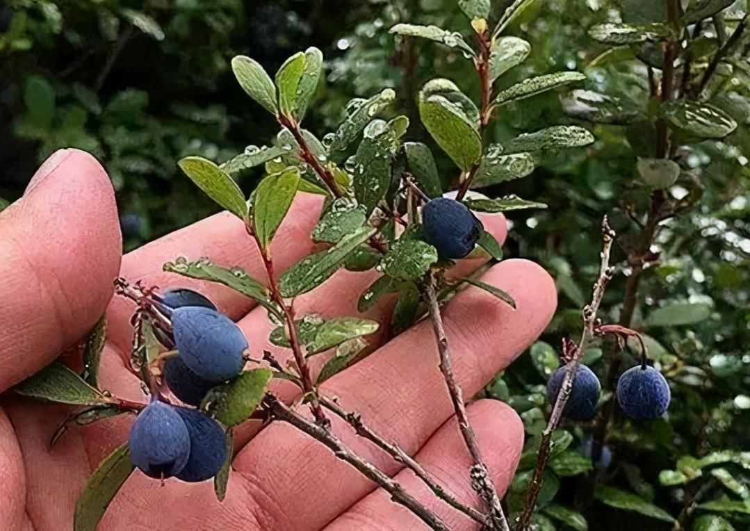 营养成分|女性到了中年常吃3种食物，延缓衰老，排毒清肠，增强免疫力！