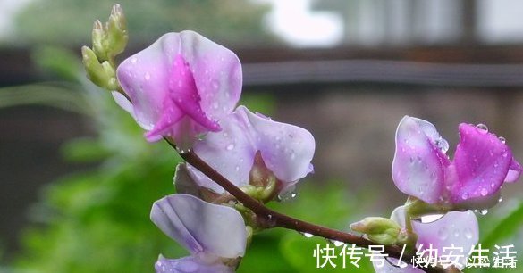 这4种花的花期”超长“，而且开花还勤，非常好养