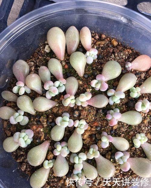 叶插|5月扦插多肉正当时,教你几个小技巧,生根快小苗即多头