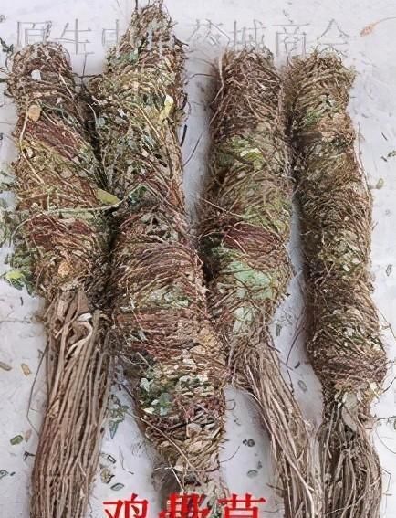 鸡骨草|每日一中药——鸡骨草