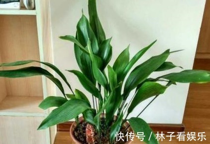 一叶兰|这三种“甲醛净化器” ,客厅养几盆,家里越来越干净