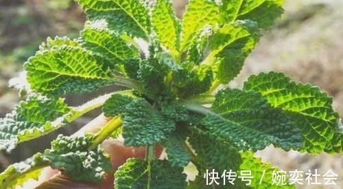 一种野菜叶子长满疙瘩,闻着臭,吃起来却很香,炒鸡蛋味道更好!