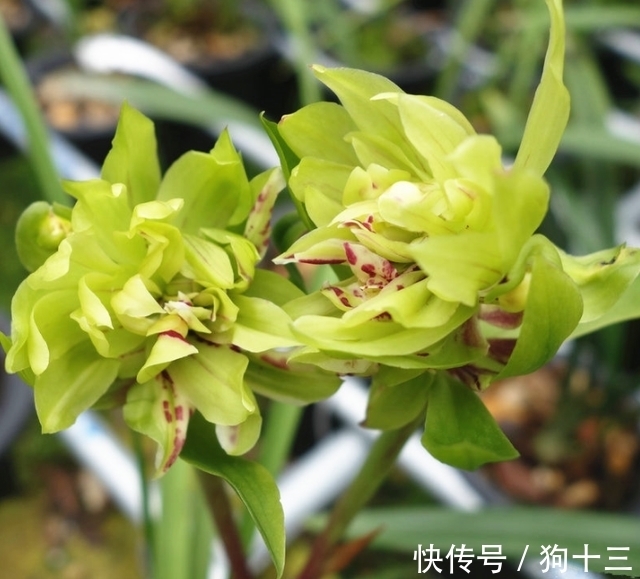 喜欢兰花的，这个品种要入一盆，香气浓烈醇正，被誉为香花之王
