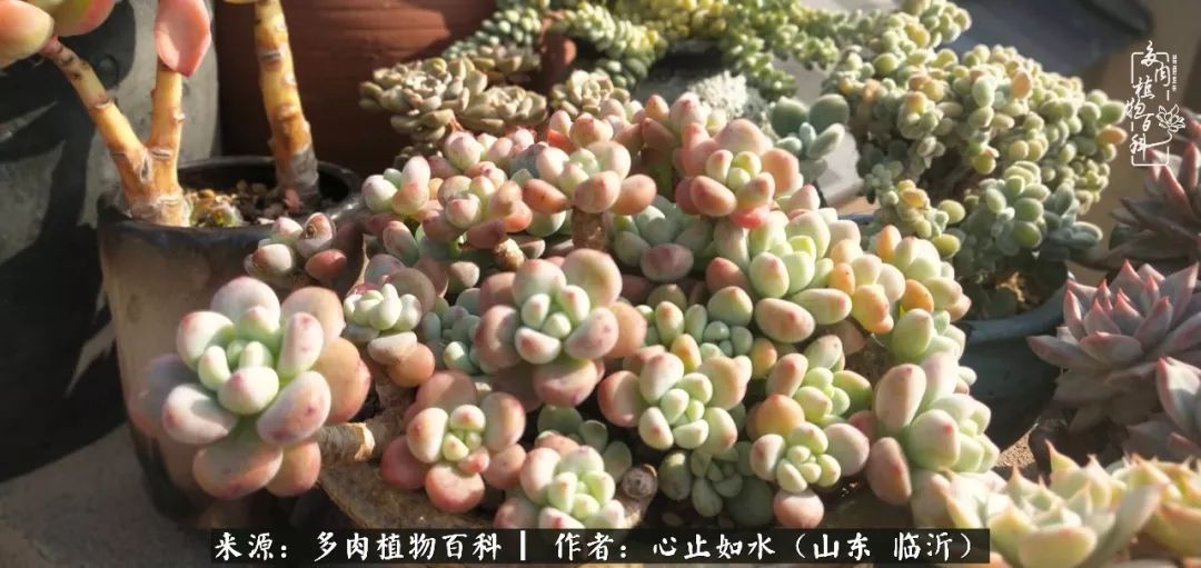 养多肉不只是说说而已,只要肯用心,它们绝对不会辜负你!