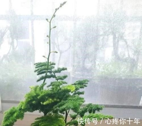 叶子|文竹叶片发黄,从这4点改善,叶子碧绿,气质更好!