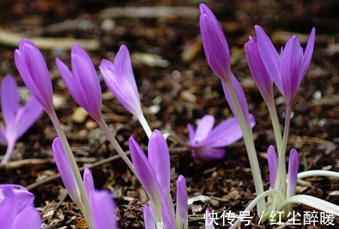浇水量|喜欢养菊花，不如养护一盆“秋水仙”，花茎婷婷玉立，花期8-10月