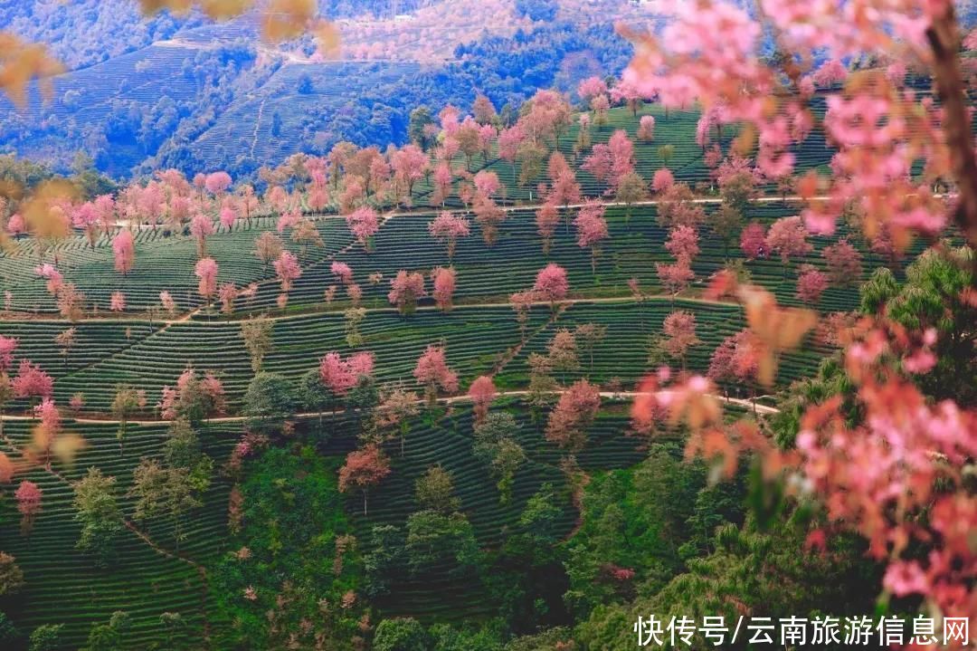 樱花|无量山2000亩的樱花开了，等你来