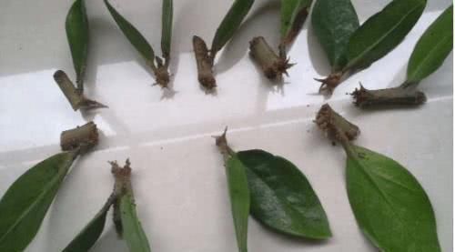 养这种盆栽不花一分钱,折个枝扔土里就能活,7天长出大白根