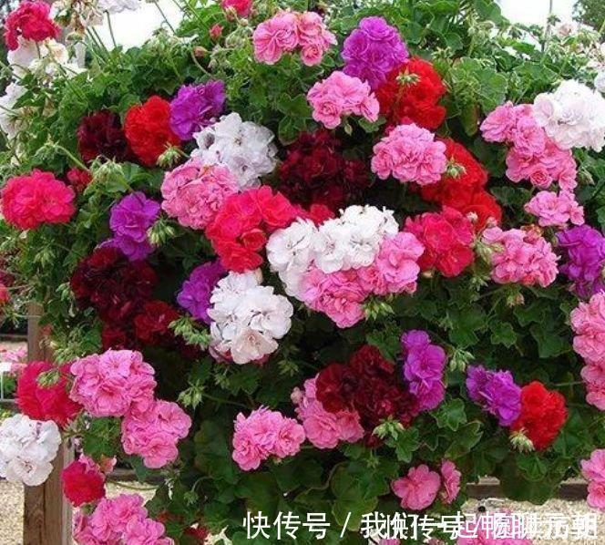 聪明人都养4种花,花朵大花期长,比牡丹还美,年年开花美翻