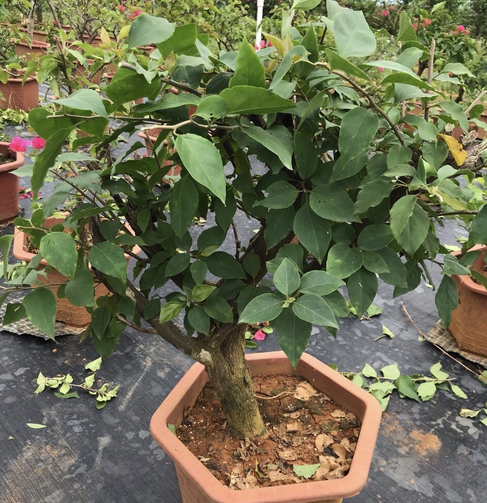 盆栽三角梅不开花,教你这“5招”花苞嗖嗖冒,一茬接一茬