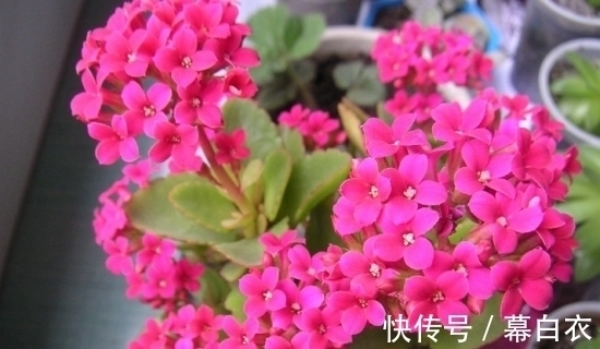 长寿花比较“懒”,喜静不宜动,别再好心办“坏事”了