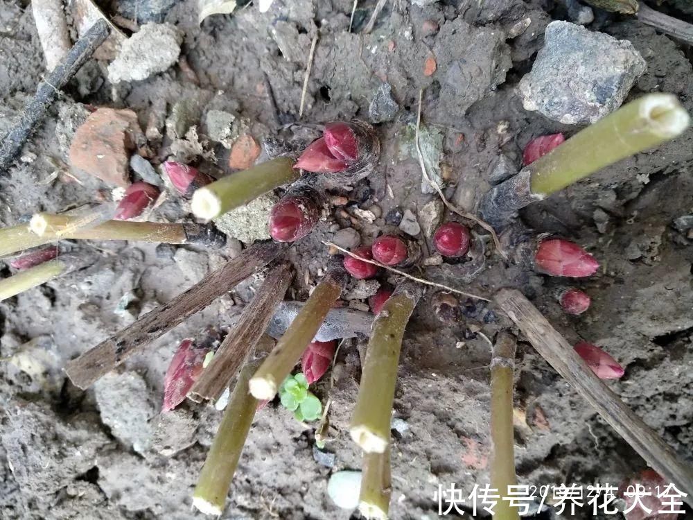 7种花冬天会假死，叶子掉光不要扔，明年还能大爆花