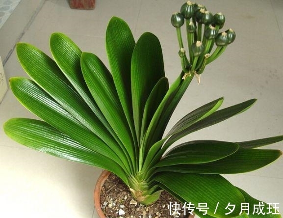 步骤|想让君子兰的叶子绿油油，这4个步骤不要做错