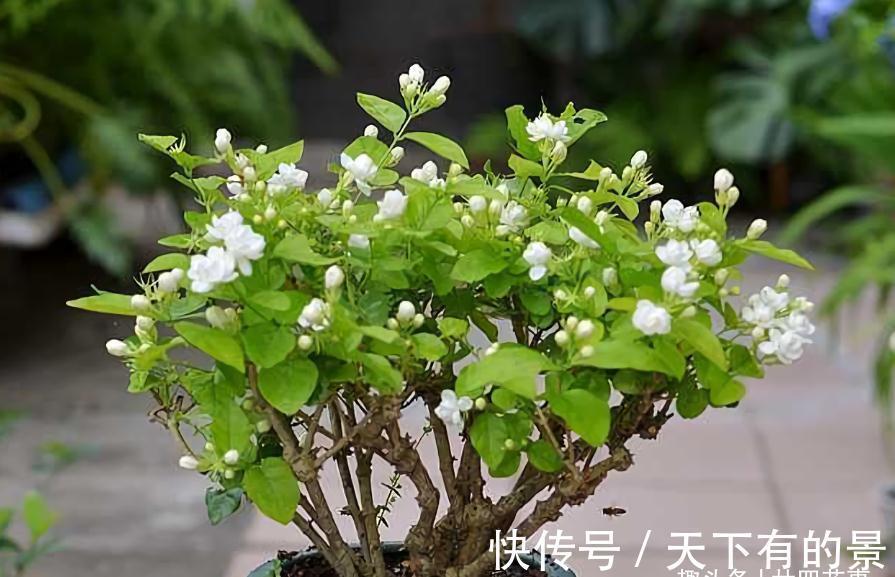 秘诀|养茉莉,在大水大肥大太阳之前,还有3个先决条件,和1个补充