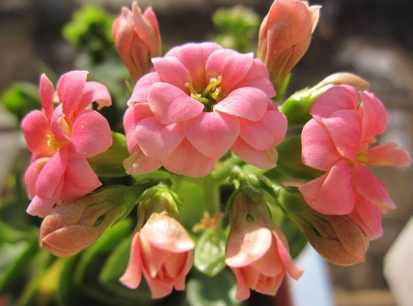 长寿花2次开花，这个“方法”大家掌握了吗养护得当，会开爆盆