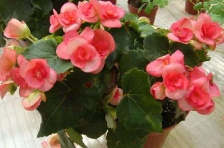 此款花卉,好养易爆盆,花开媲美玫瑰,花朵姿态万千,美