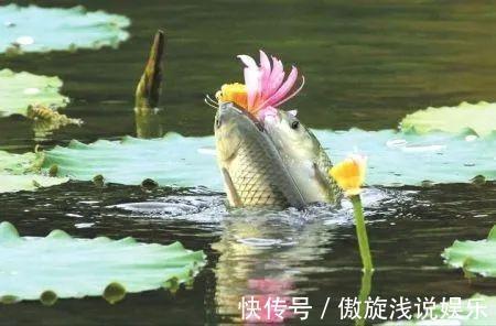 鲢鳙鱼|1分钟学会自制果酸小药,操作简单,经济实惠,效果还杠杠的