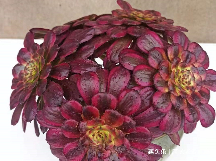 晒伤|多肉法师的叶片下翻先判断是否休眠,再检查有没有其它的问题