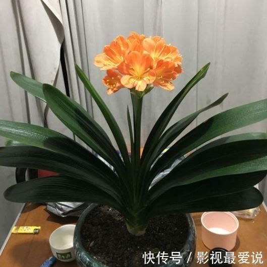 度夏|新手养君子兰,度夏注意4件事,不再烂根烂叶,安稳过夏天