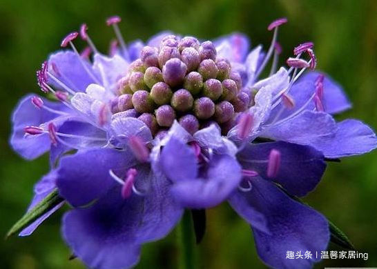 春天养此款花卉,好养易打理,花开绚丽夺目,花香清新怡人,美艳