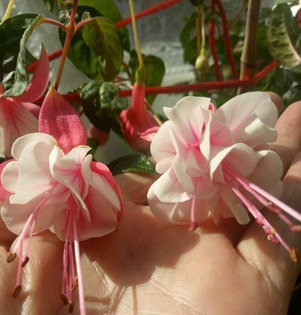 绿萝|别养绿萝多肉了,这种花漂亮又好养,四季开花不断,盆栽养花选它