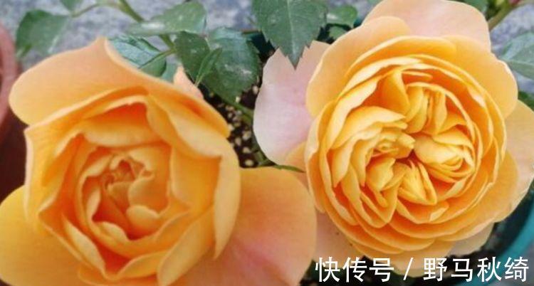 水果香|阳台养上“4种花”,花色多、花期长,美得倾国倾城,绚丽多彩