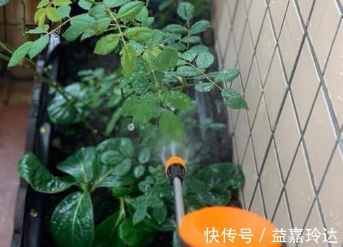阿司匹林|养花扦插育苗，用它催根，存活率太高，家里都摆不下了！