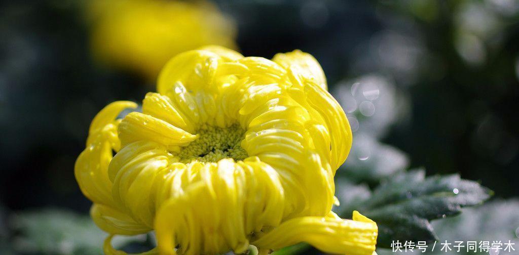 想要菊花盆栽摆脱虫害?只需做这些就能轻松解决