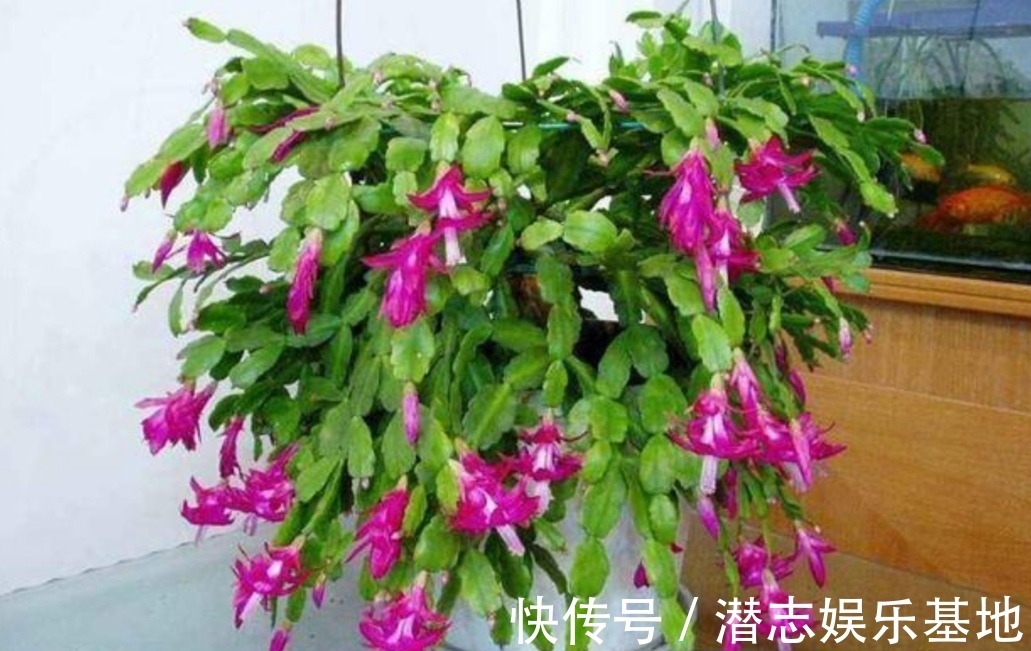 君子兰|你知道吗?夏天6种花要“休眠”,浇水多了就烂根