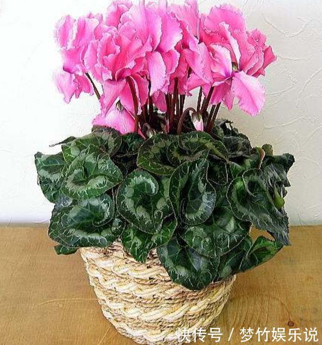 仙客来花谢了，这样修剪和养护，新叶萌发快，年底又开花