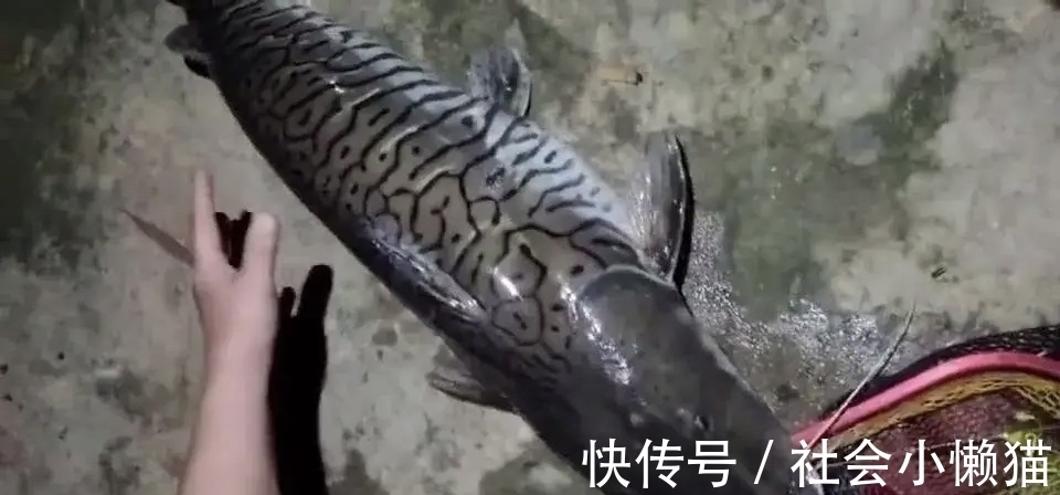 珠江钓起“罕见怪鱼”，全身布满“虎皮”，可能是国家保护鱼类？