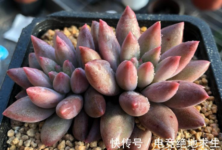 多肉红蜻蜓和蓝精灵,一个带暗纹,一个平时丑,出状态则“封神”