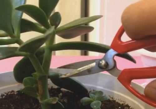 养这“2种花”就要常修剪，枝干变“老桩”，花苞稠密、鲜艳