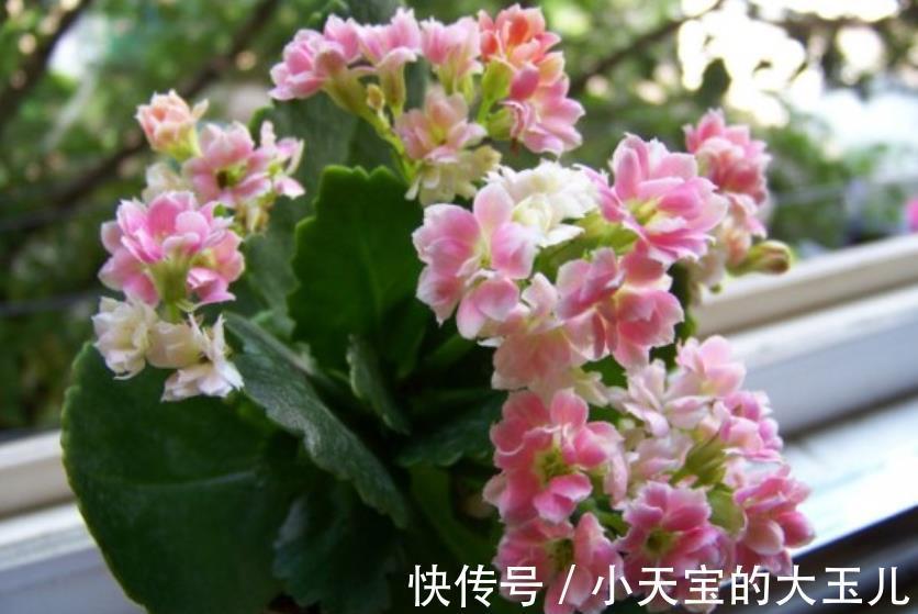 想要长寿花花苞多?家里2种垃圾不要丢,掺在盆里开花爆盆