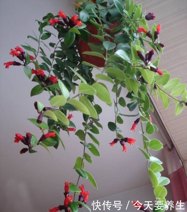 适合小阳台的花草,挂起来养,能开成“花瀑布”!