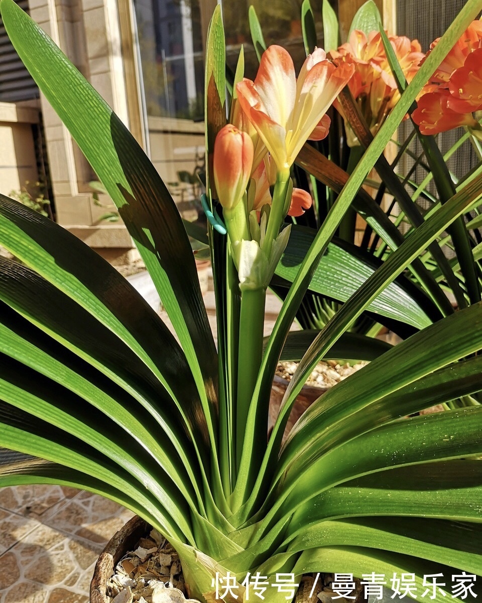 营养物质|君子兰是个“肥罐子”，30天喂上10粒“肥”，新叶蹭蹭冒！