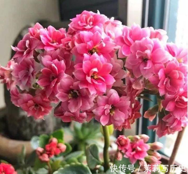 适合家养的几款花卉,提升格调和品味,清新自然,客厅必备