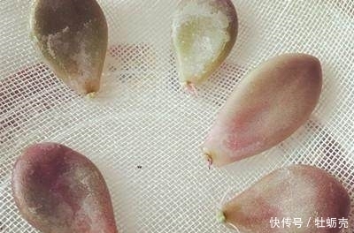 繁殖|用这个方法繁殖多肉植物,发芽快,成功率高!想不爆盆都难!