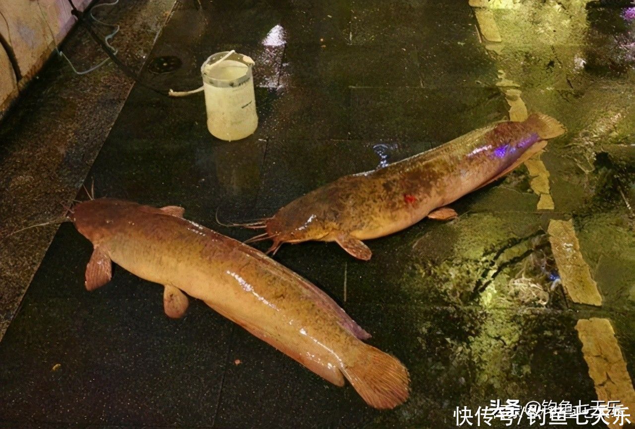 广东钓鱼人珠江边钓获大鲶鱼！钓友：数数胡须的数量，别乱吃
