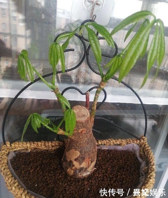 3种招财树,想养别花钱,掐个枝就生根,能得一大盆!
