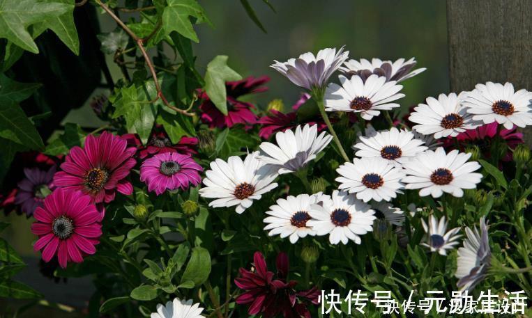 隐患|家里有这4种土，别单独拿来养花，隐患大，又生虫又烂根