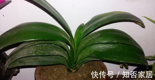 君子兰开花有诀窍，牢记多晒太阳，少浇水勤施肥，注意温差这几样