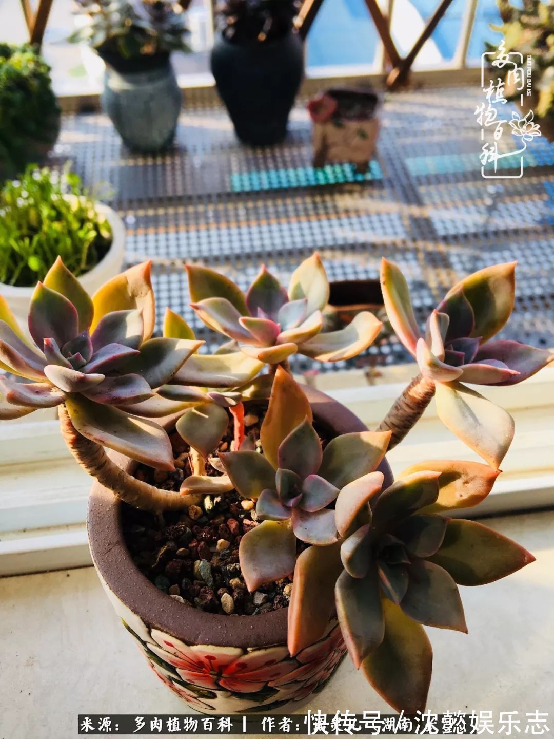 阳台党|邂逅多肉,爱折腾的阳台党,总能收获简单纯粹的快乐!