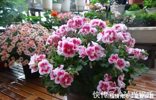 阳台|4种漂亮花，一年四季花朵轮番开，天天都是花海，是阳台盆栽佳品