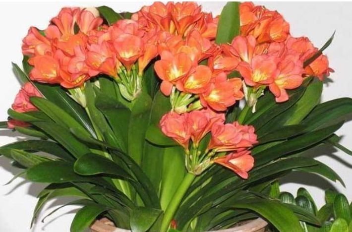 此款花卉,好养易爆盆,花开媲美玫瑰,花朵姿态万千,美