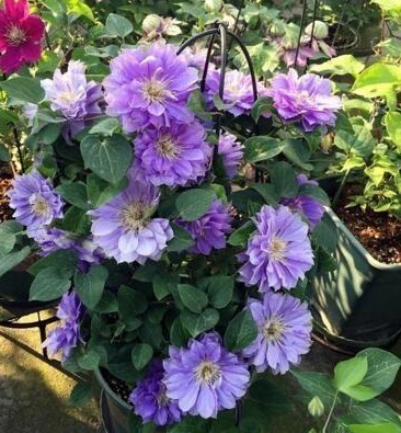 养花10年的李小姐，只养“1种花”，没想到，花盛开后，人见人夸